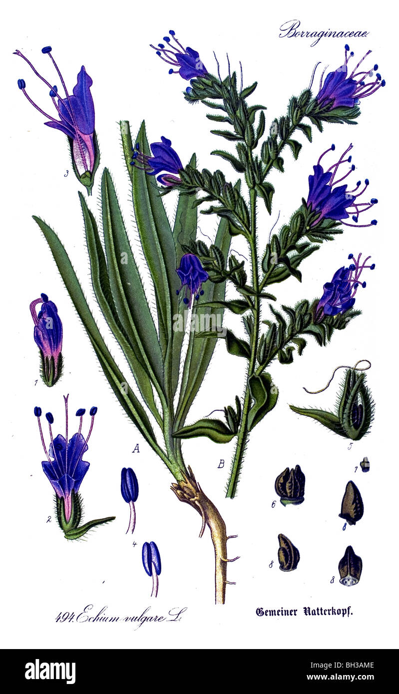 Bugloss der Viper, Viper Bugloss, Pflanze, Pflanzen Stockfoto