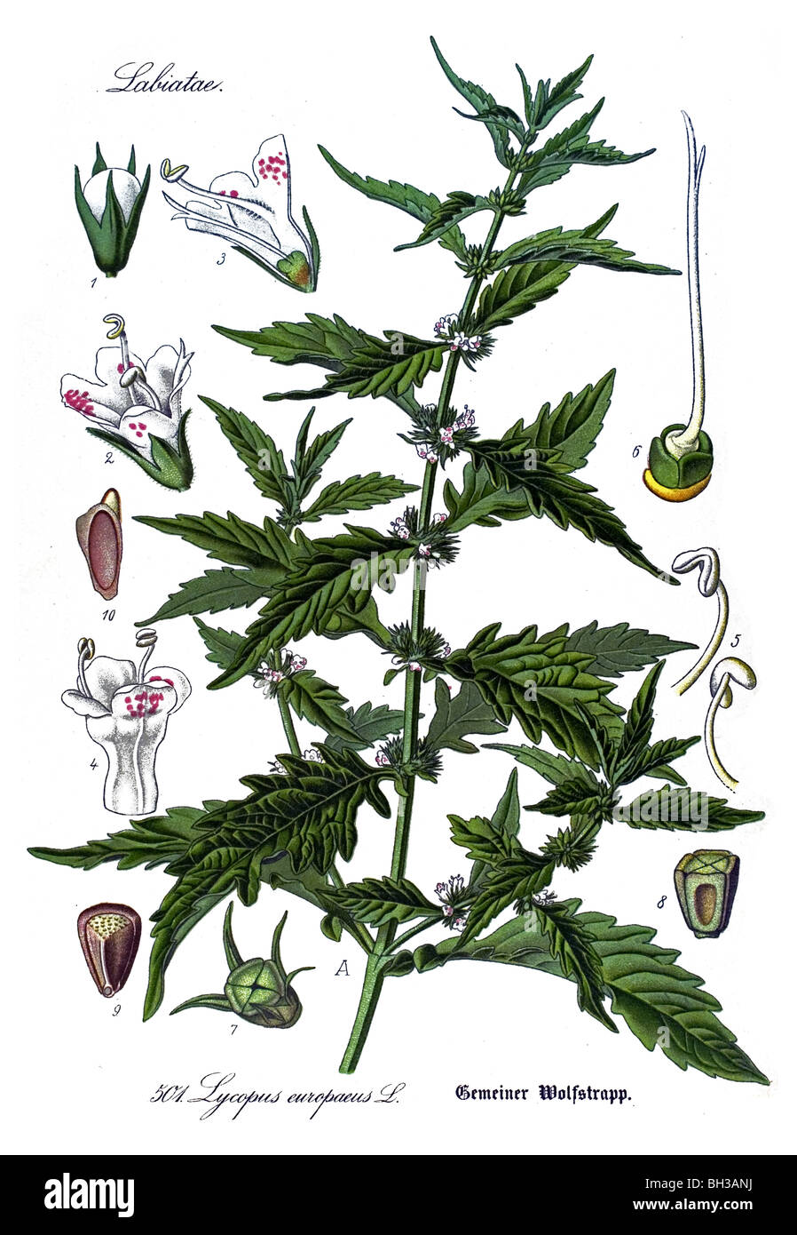 Gypsywort, Gipsywort, Bugleweed, Europäische Bugleweed, Wasser Andorn, Ou Di Sonne, Pflanze, Pflanzen Stockfoto