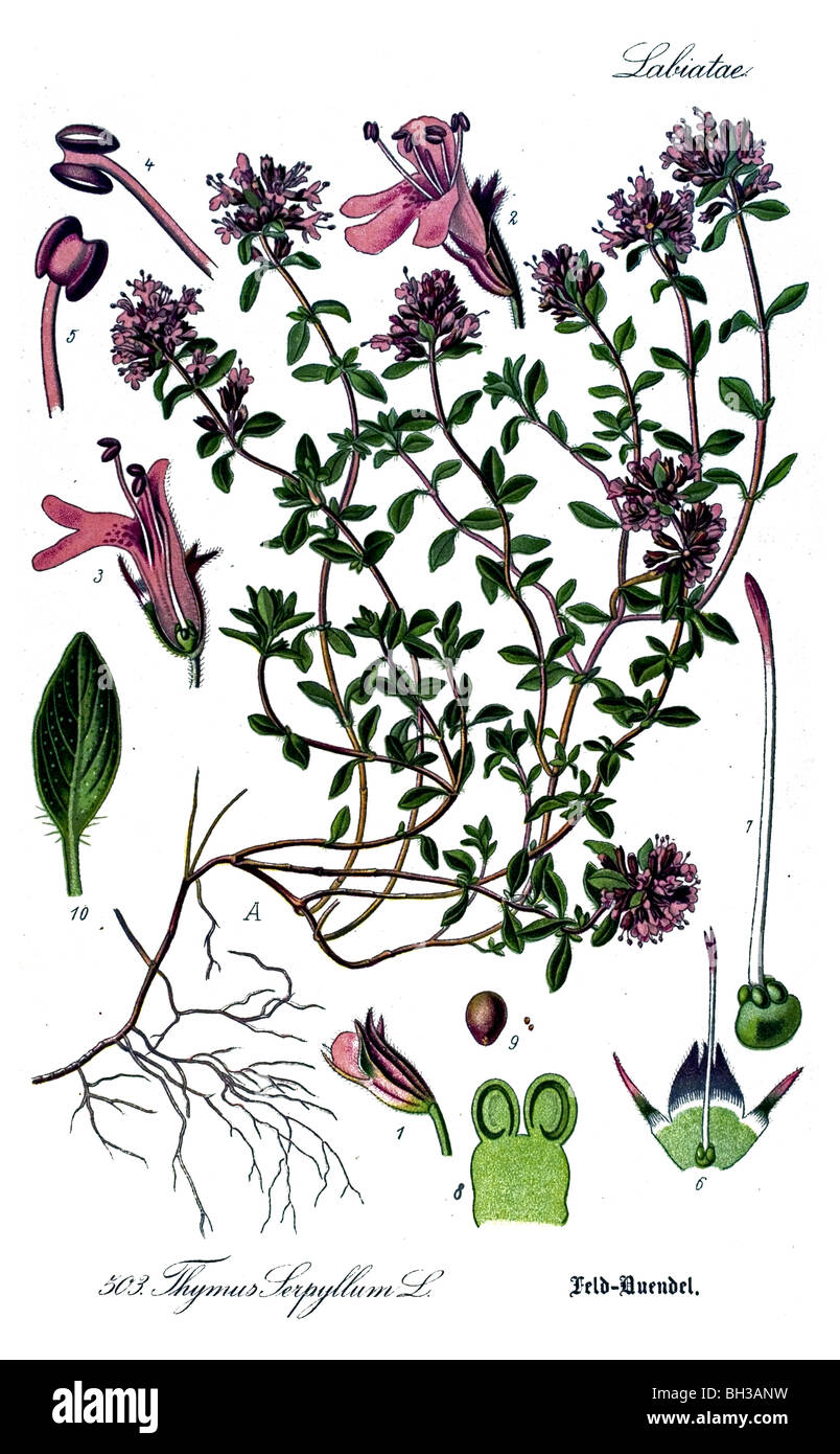 Wilder Thymian oder schleichende Thymian, Pflanze, Pflanzen Stockfoto