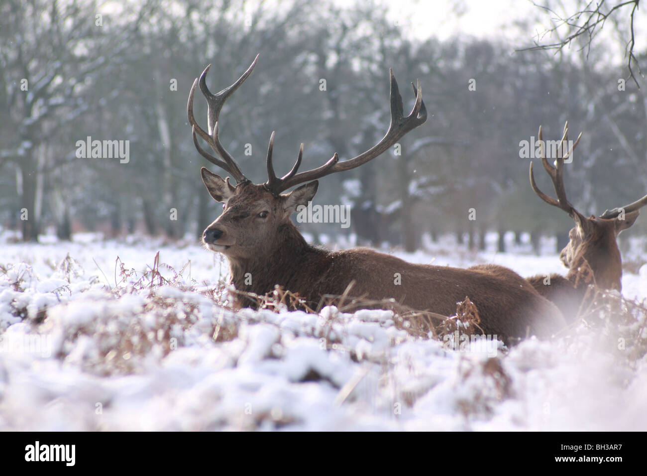 ROTHIRSCH (CERVUS ELAPHUS) WINTER Stockfoto