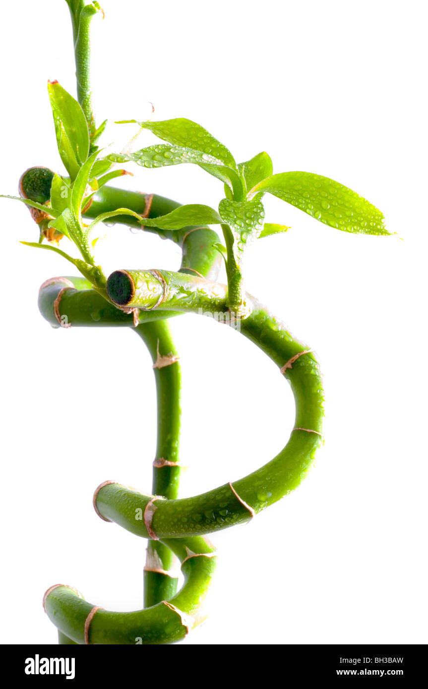 bambus fargesia moontears Fargesia 'Moontears' Boobux  Kompakt bambus