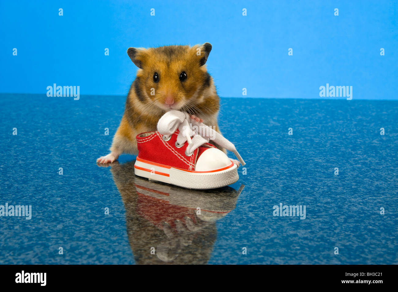 Hamster rote Schuh Gym Sneaker Pumpe braun Hamster lustig tierischen Spaß Goldhamster stehen stehend Aussehen suchen einfarbigen Hintergrund Haustier c Stockfoto