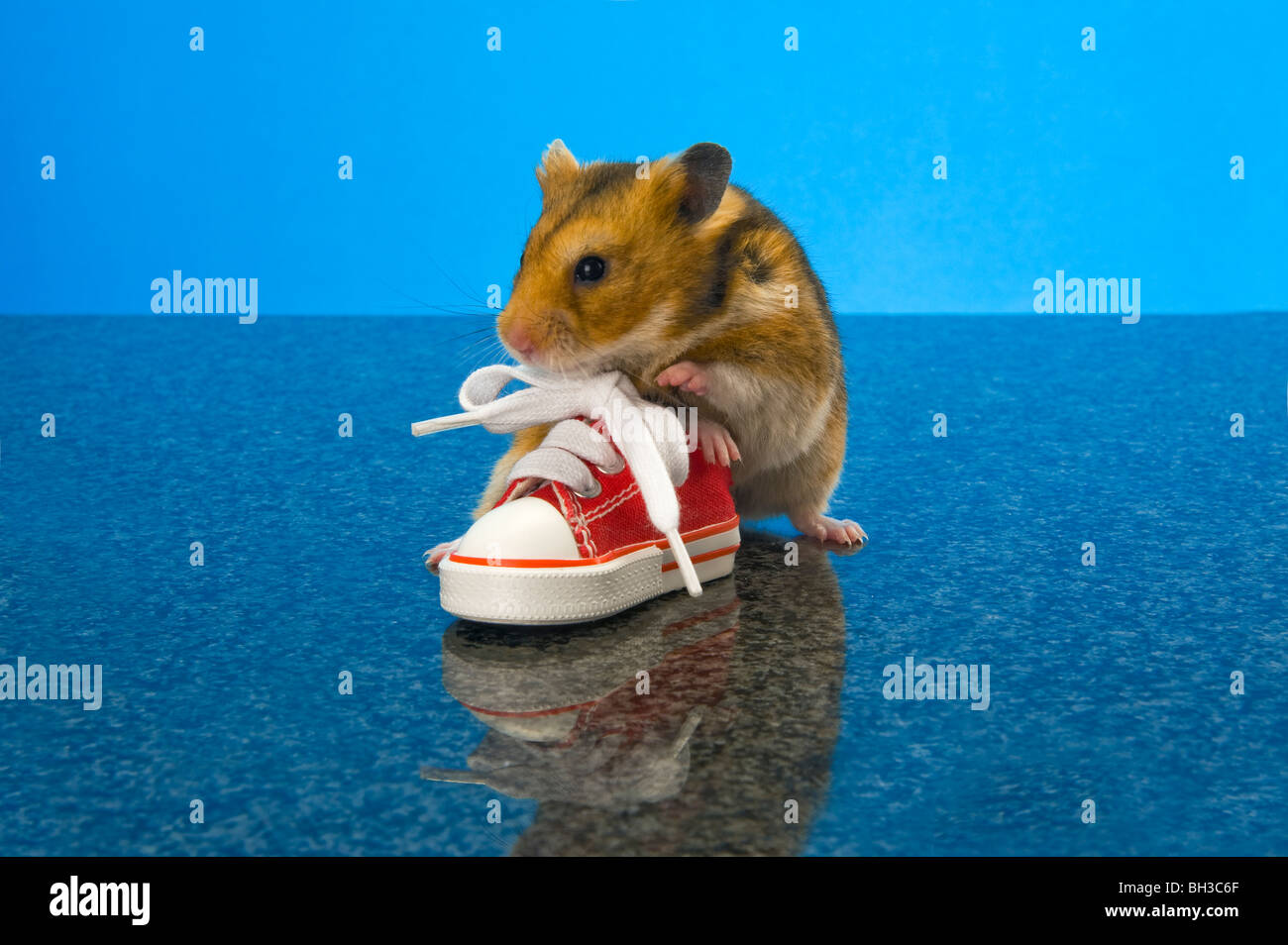 Hamster rote Schuh Gym Sneaker Pumpe braun Hamster lustig tierischen Spaß Goldhamster stehen stehend Aussehen suchen einfarbigen Hintergrund Haustier c Stockfoto