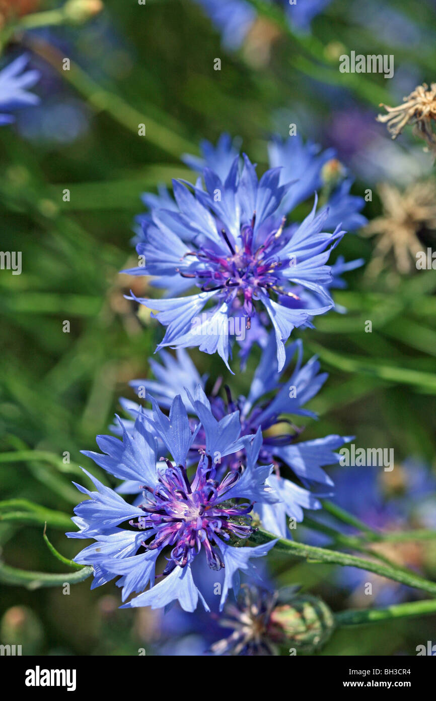 Zwei Kornblumen Stockfoto