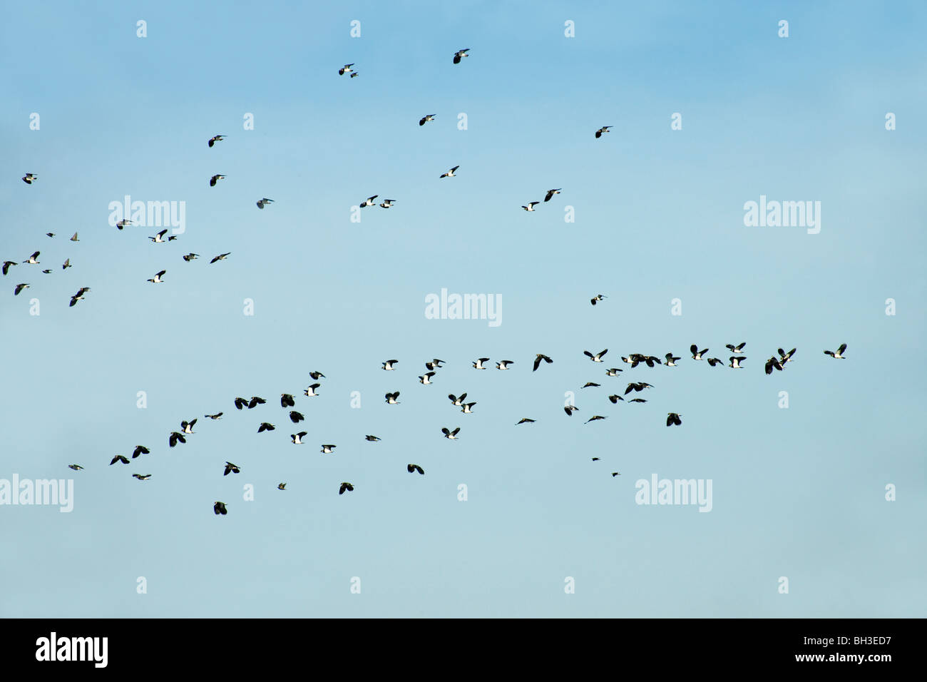 Kiebitze, grüne Regenpfeifer oder Peewits (Vanellus vanellus). Auf Ackerland, Waxham, Norfolk zu steigen. Sicherheit in Zahlen. Verwechseln raptors. Stockfoto