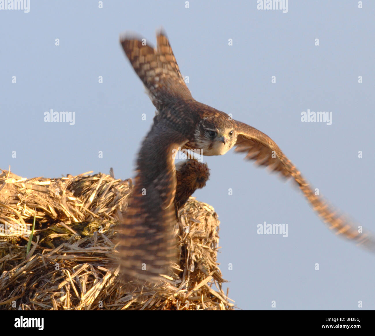 Merlin (Falco Columbarius) fliegen mit Beute, Schottland. Stockfoto