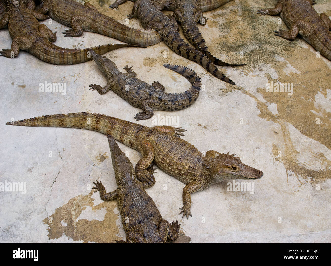 Alligator Farm. Kaimane (Caiman latirostris). Stockfoto