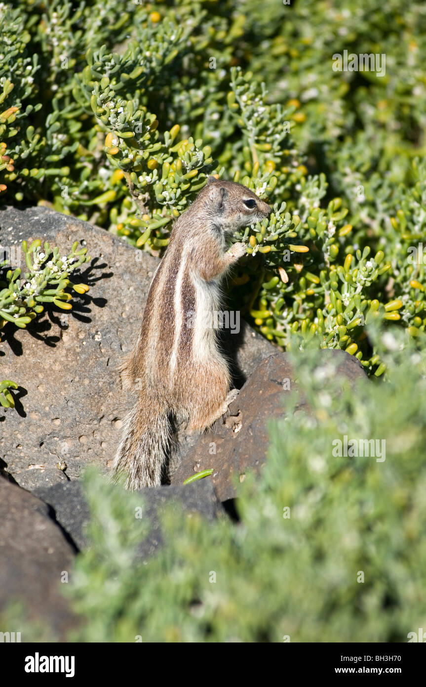 Streifenhörnchen-Streifenhörnchen Ungeziefer Nagetier niedliche flauschige Chipmonk Chipmonks chip Mönch Mönche Munks munk Stockfoto