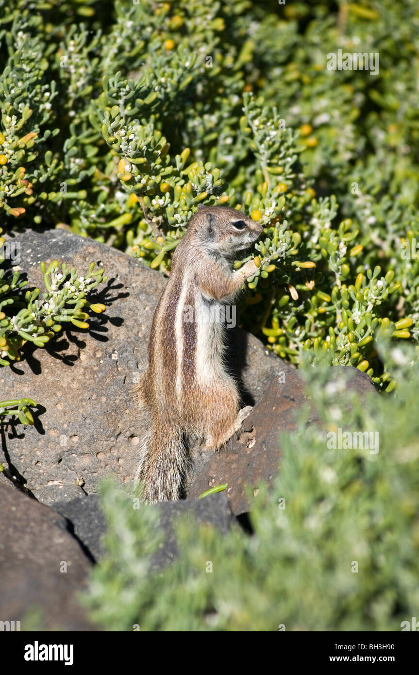 Streifenhörnchen-Streifenhörnchen Ungeziefer Nagetier niedliche flauschige Chipmonk Chipmonks chip Mönch Mönche Munks munk Stockfoto