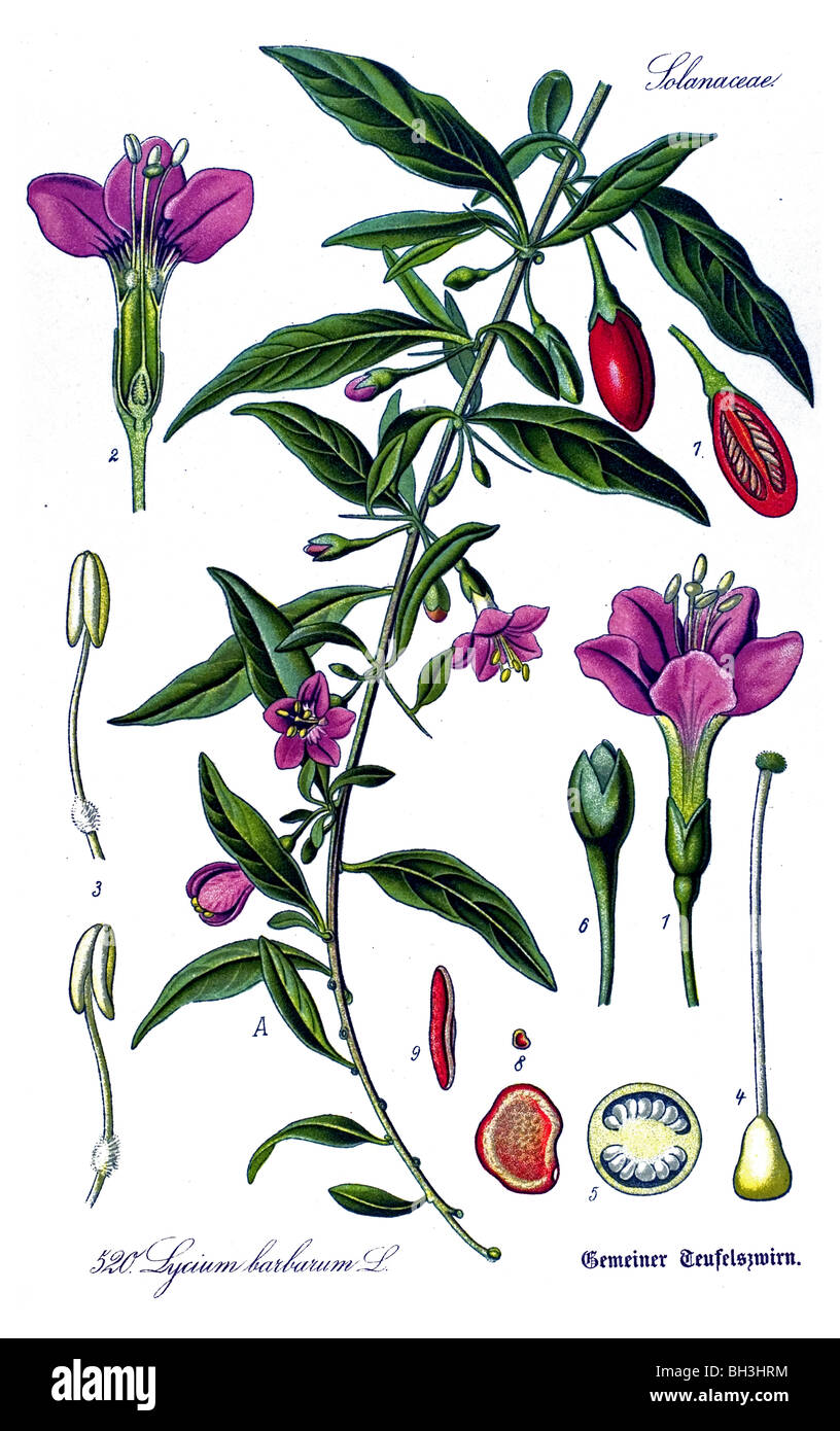 Wolfsbeere Goji-Beere, tibetischen Goji, Himalayan Goji, Pflanze, Pflanzen Stockfoto