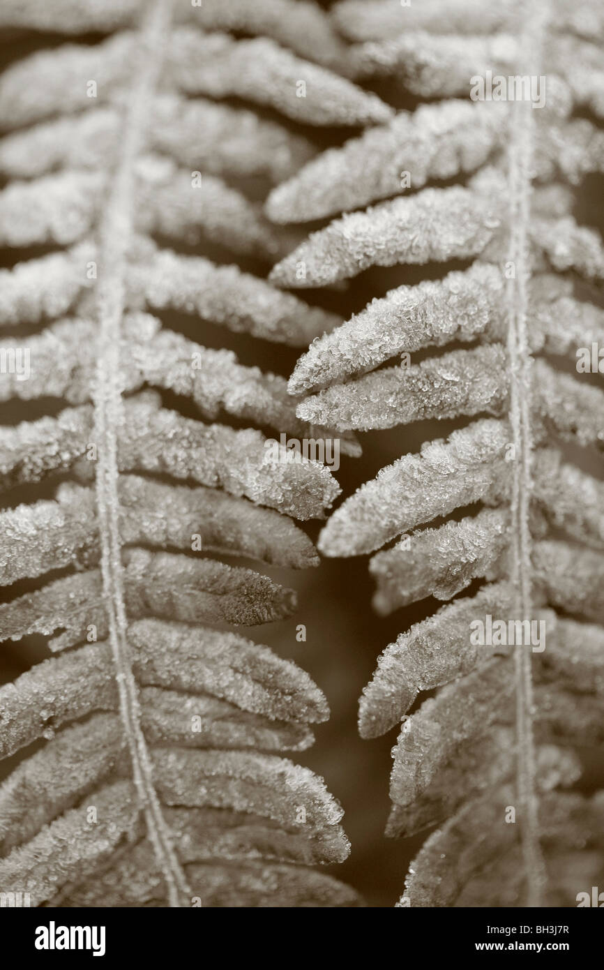 Raureif und Frost auf die Blätter der Pflanze in einem Garten. Stockfoto