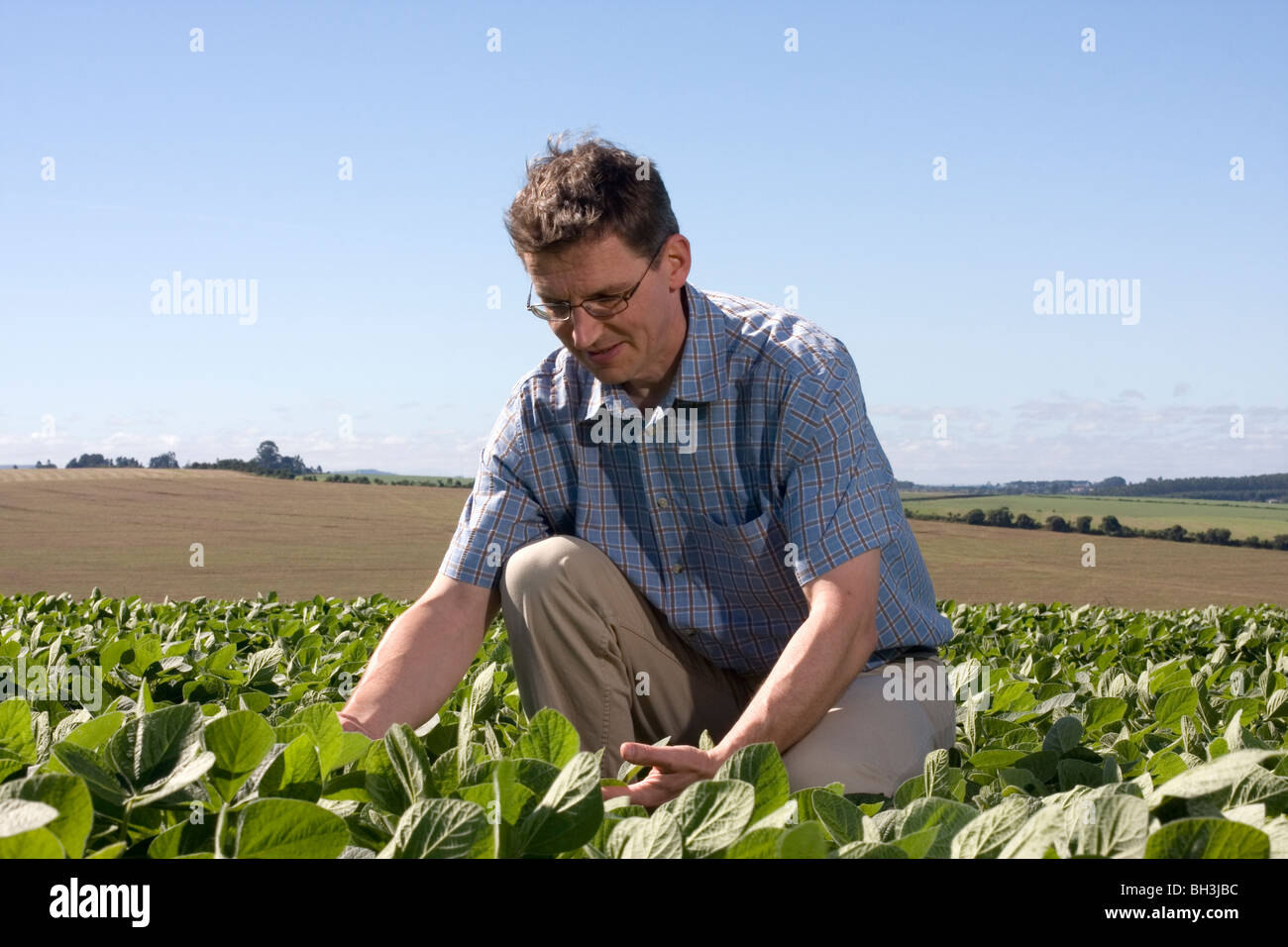 Landwirt in einem Soja-Feld untersuchen die Ernte Stockfoto