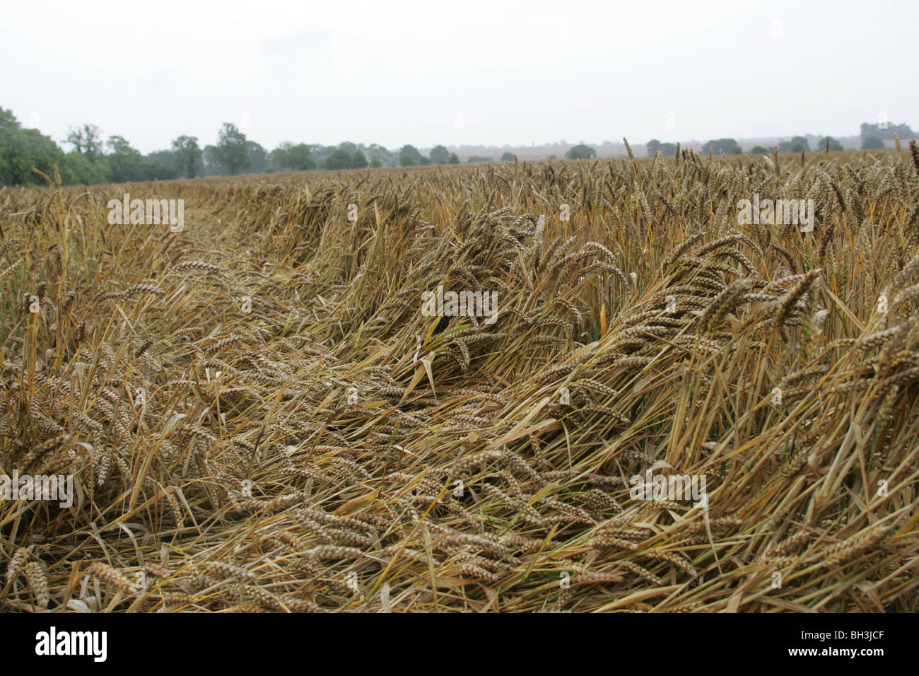 Weizen durch Starkregen Sommer beschädigt Stockfoto
