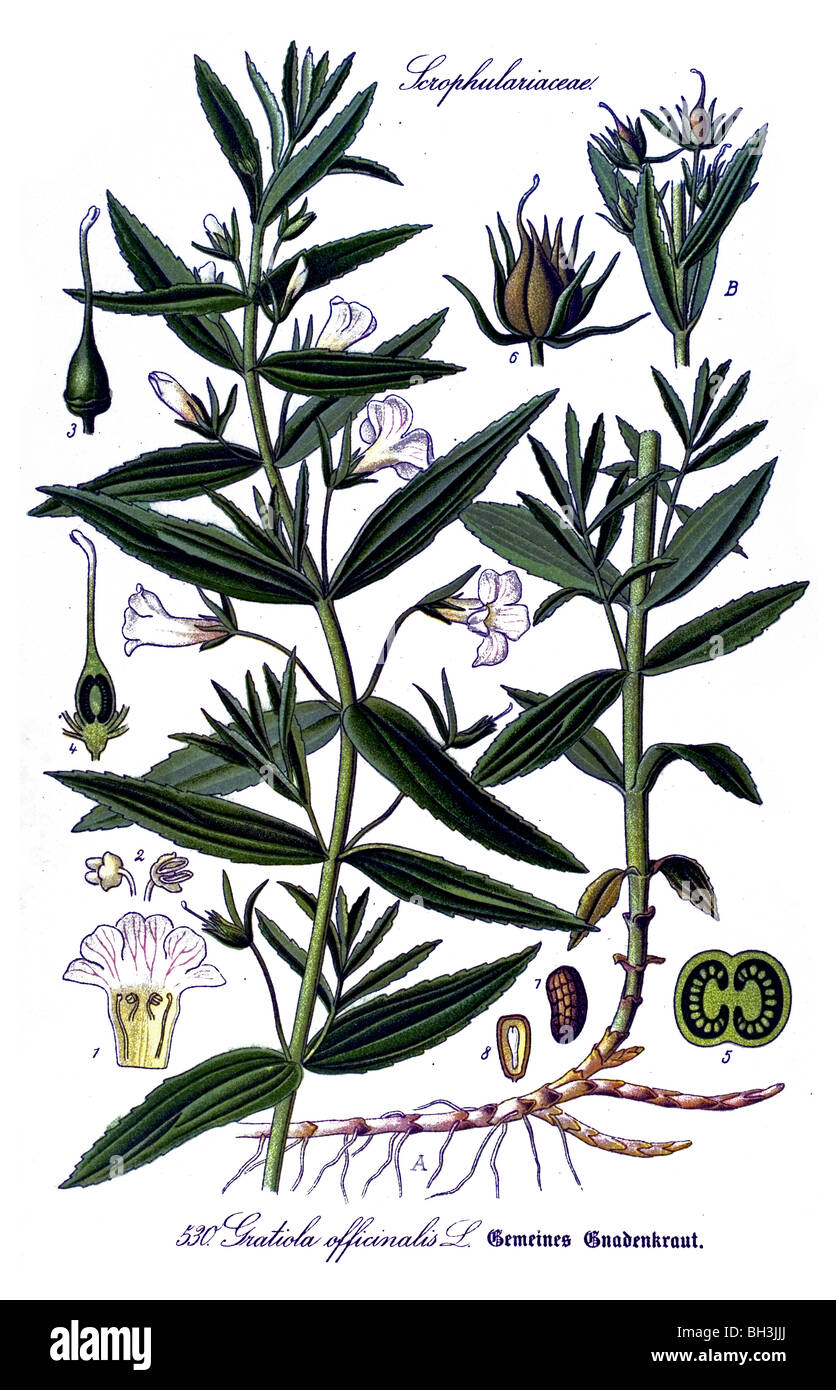 häufige Hedgehyssop, Herb of Grace, Pflanze, Pflanzen Stockfoto