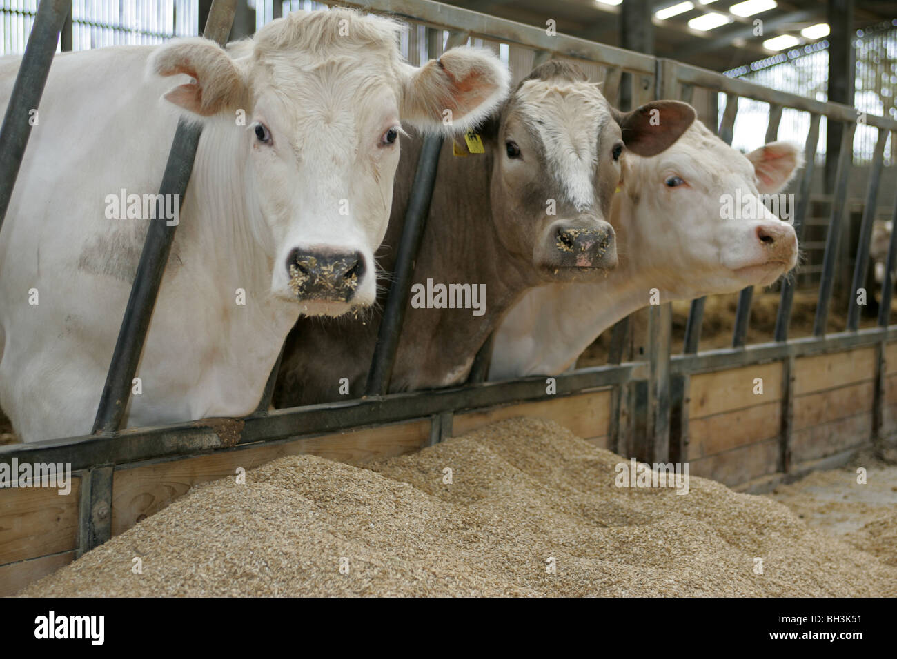 Rinder, die Fütterung auf Gerste Stockfoto