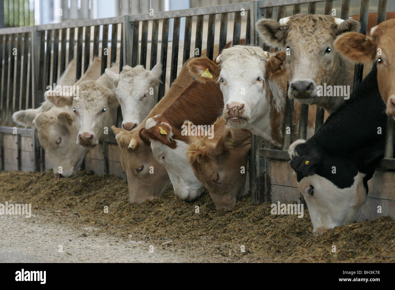 Rinder, die Fütterung auf Silage Stockfoto