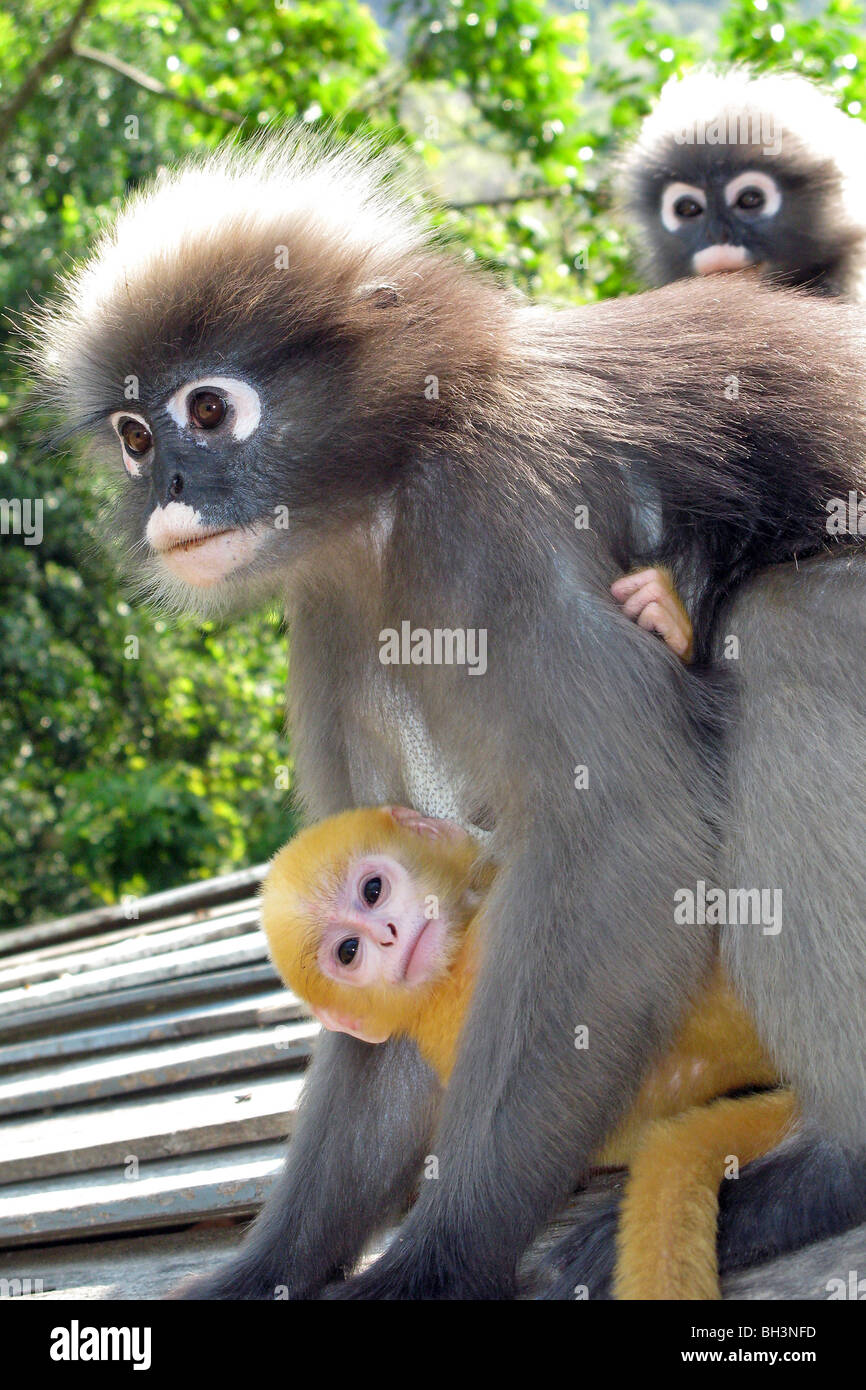 GIBBON-AFFEN FREI HERUM MIT SEINEN JUNGEN, PRACHUAP KHIRI KHAN, THAILAND Stockfoto