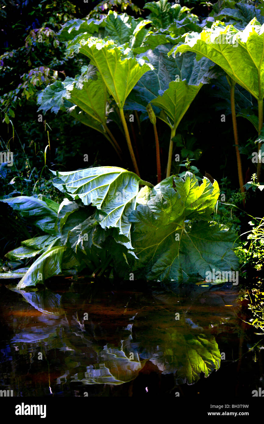 Gunnera Pflanzen in Kildrummy Schlossgärten. Stockfoto