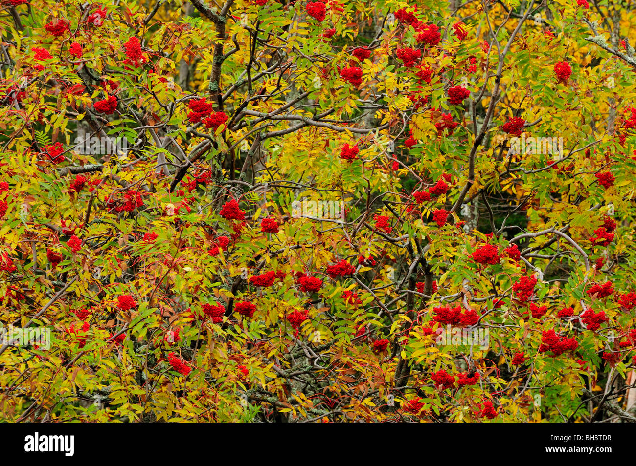 Eberesche Bäume (Sorbus spp.) mit Beeren im Herbst, Marathon, Ontario, Kanada Stockfoto