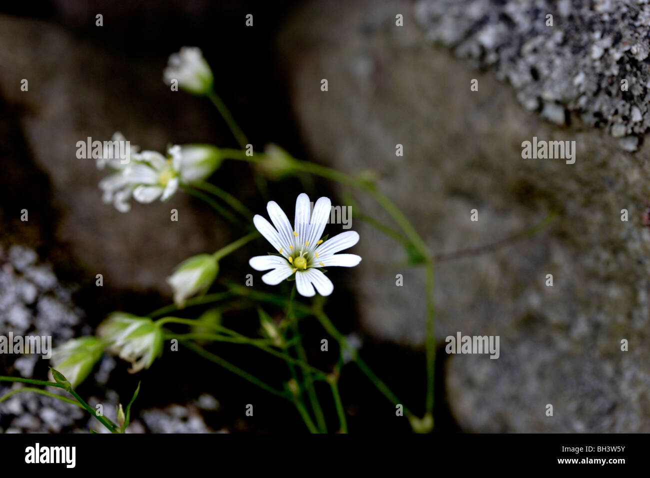 Größere Stichwort (Stellaria Holostea). Stockfoto