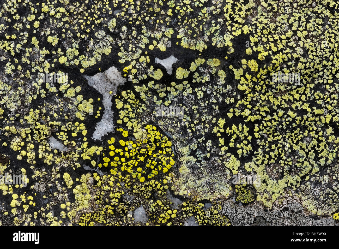 Karte flechten Kolonien (Rhizocarpon geographicum) Kolonisierung rock Yoho National Park, BC, Kanada Stockfoto