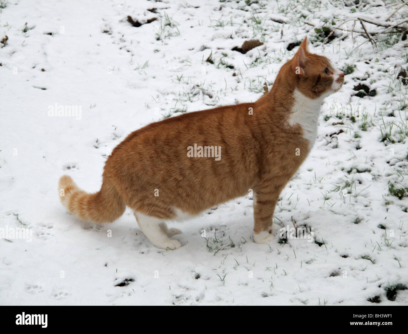 Ein Ingwer Katze Warnung in einem leichten frischen Schnee Abdeckung Stockfoto