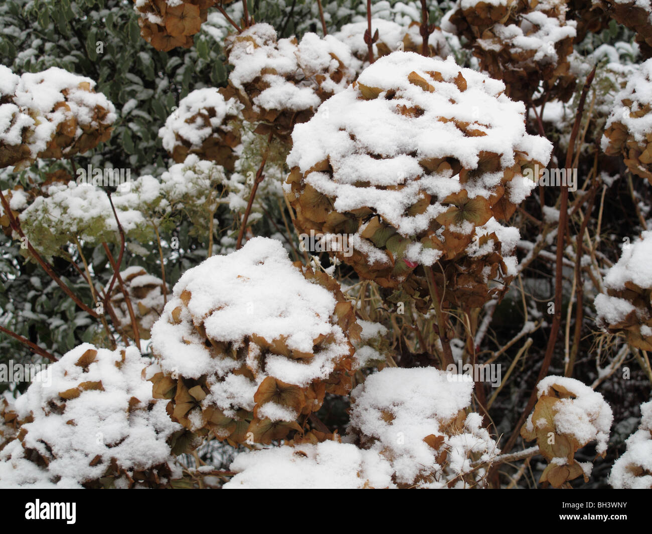 Schneedecke auf letzten Jahre Blumen auf eine Hortensie in mitten im winter Stockfoto