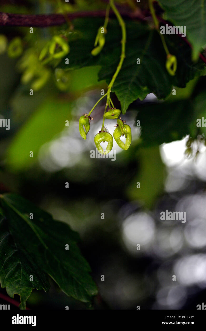 Samen Flügel aus Ahorn (Acer Pseudoplatanus). Stockfoto