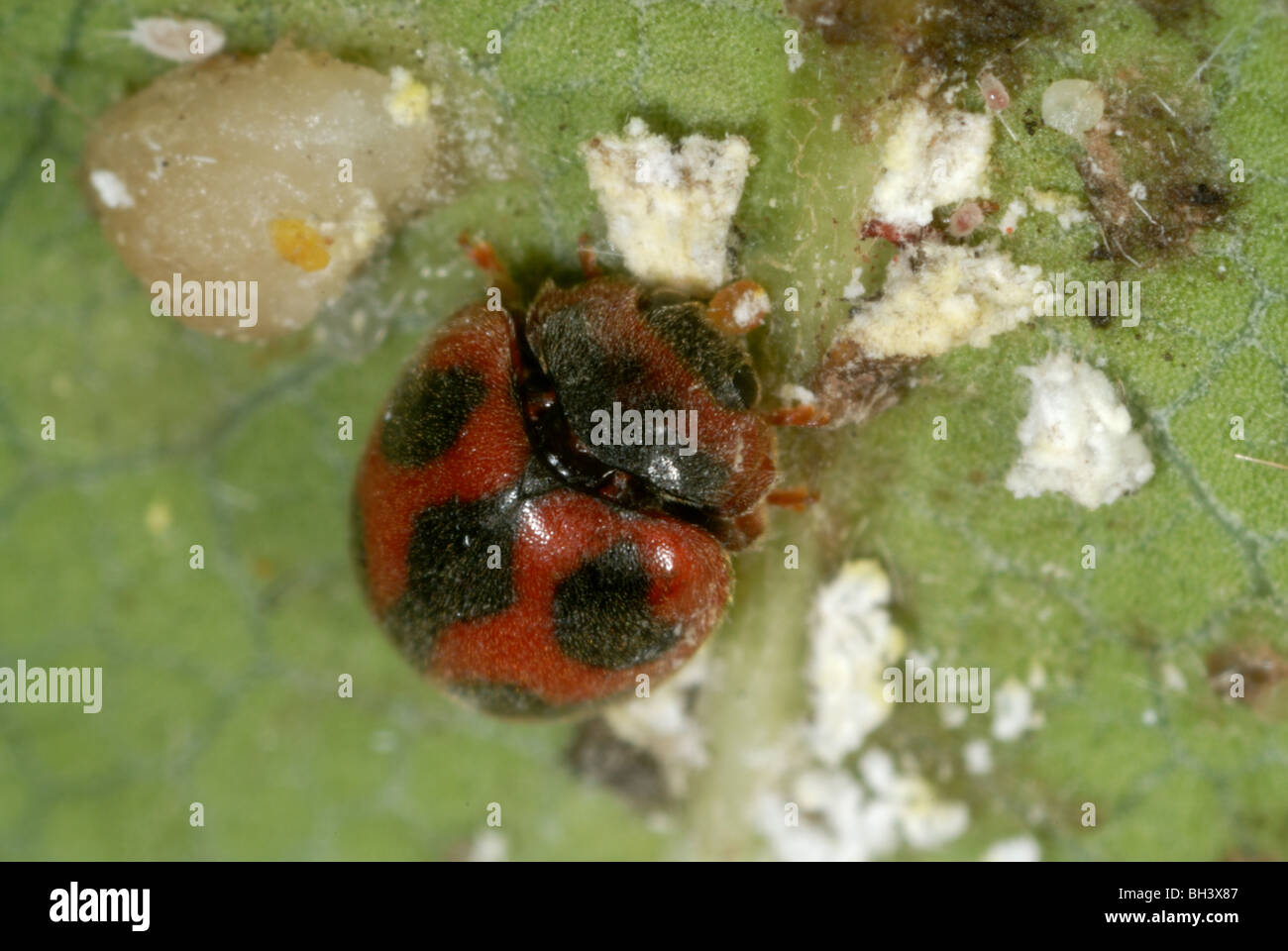 Vedalia-Käfer oder Kardinaldusvögel (Novius cardinalis), die Icerya Purchi Nymphen ausbeuten Stockfoto