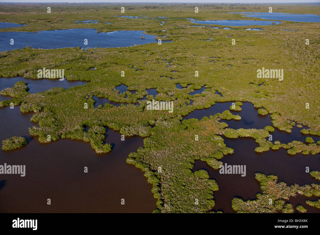 Mangroven Punktierung Brackwasser Sumpfgebiete der Everglades Nationalpark, FL Stockfoto