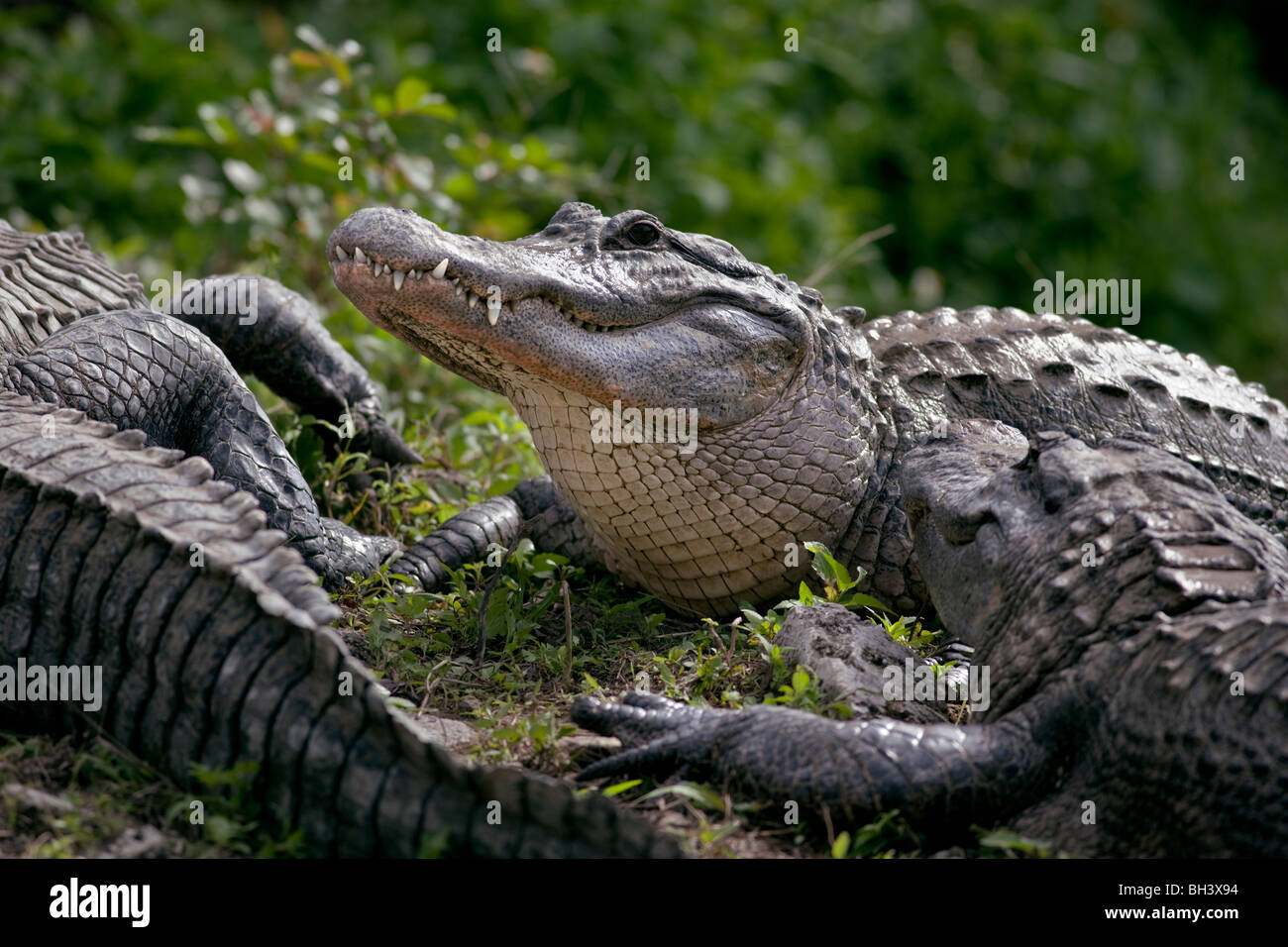 Amerikanisches Krokodil, Alligator mississippiensis Stockfoto