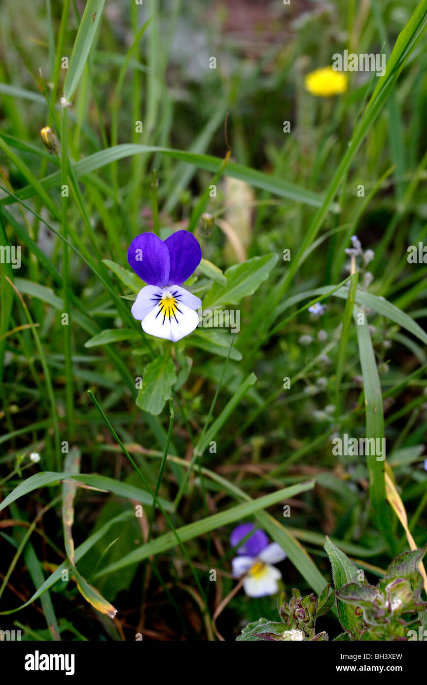 Wilde Stiefmütterchen (Viola tricolor). Stockfoto
