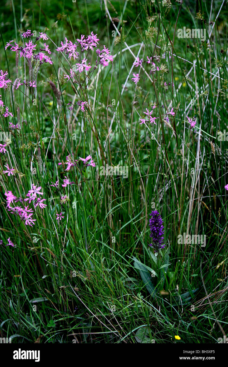 Ragged Robins (Lychnis FloCuculi Stockfotografie Alamy