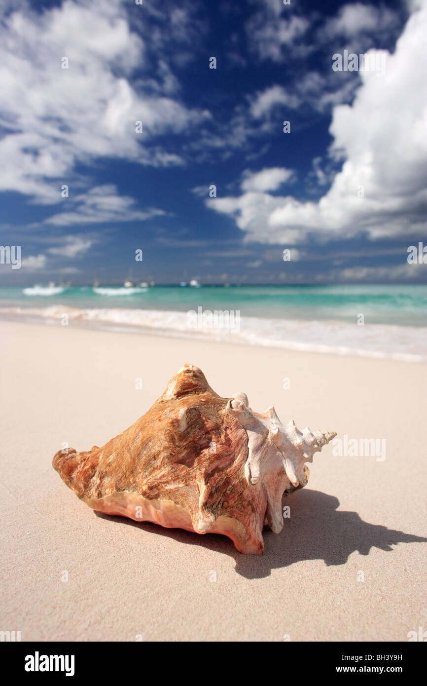 Eine einzelne große Muschel auf einem einsamen tropischen Strand Stockfoto