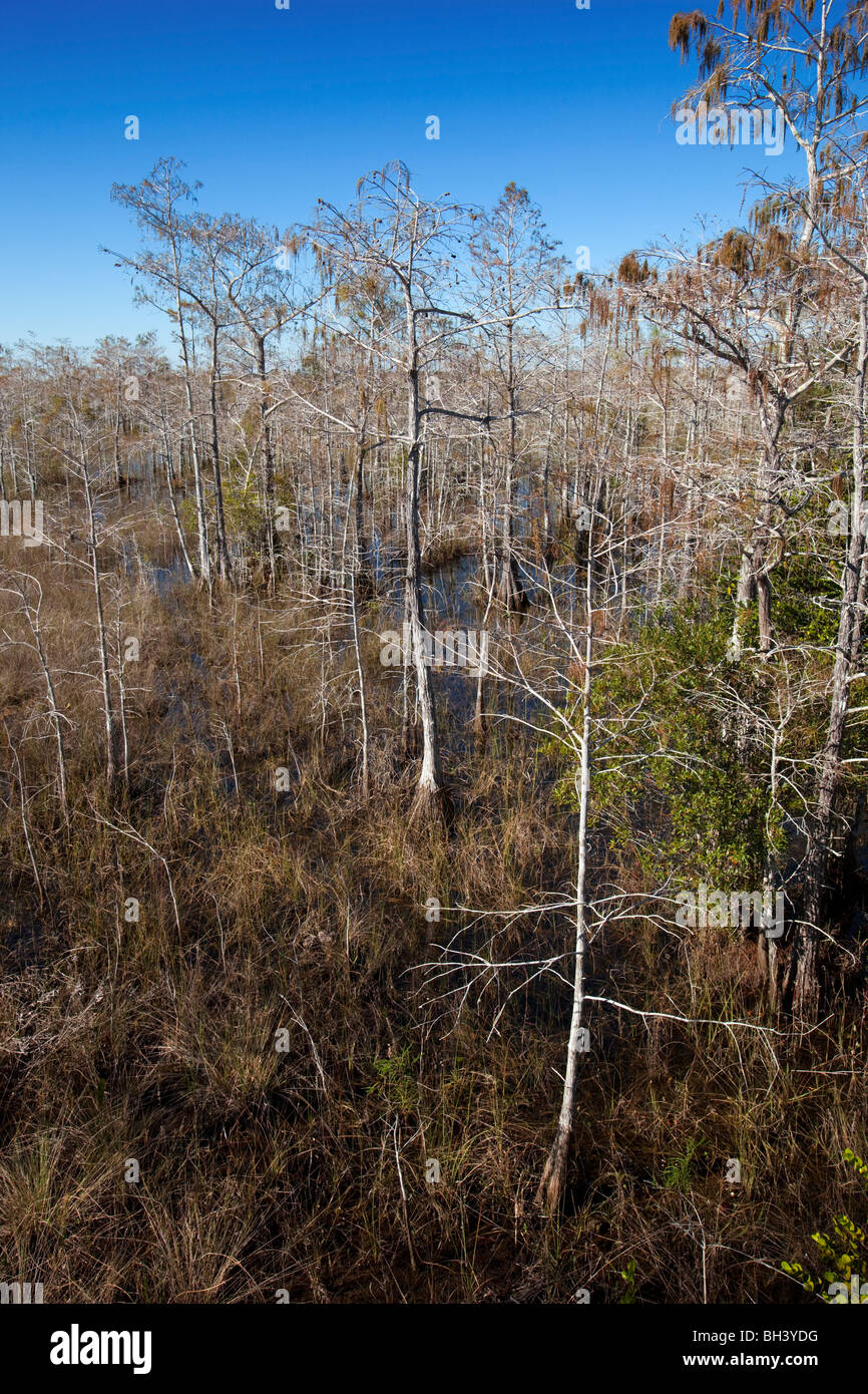 Kahle Zypresse Bäume - Everglades Nationalpark Stockfoto