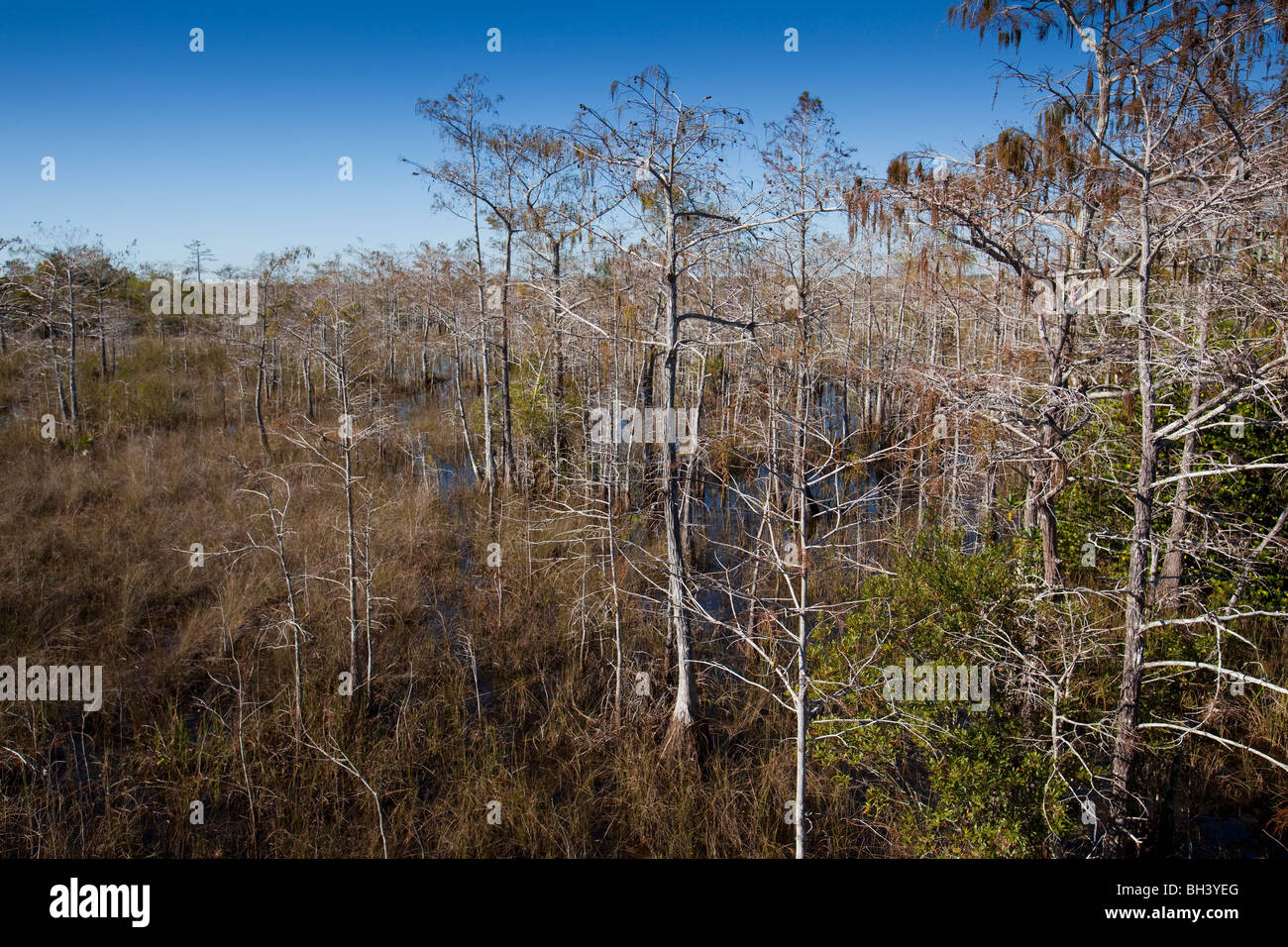 Kahle Zypresse Bäume - Everglades Nationalpark Stockfoto