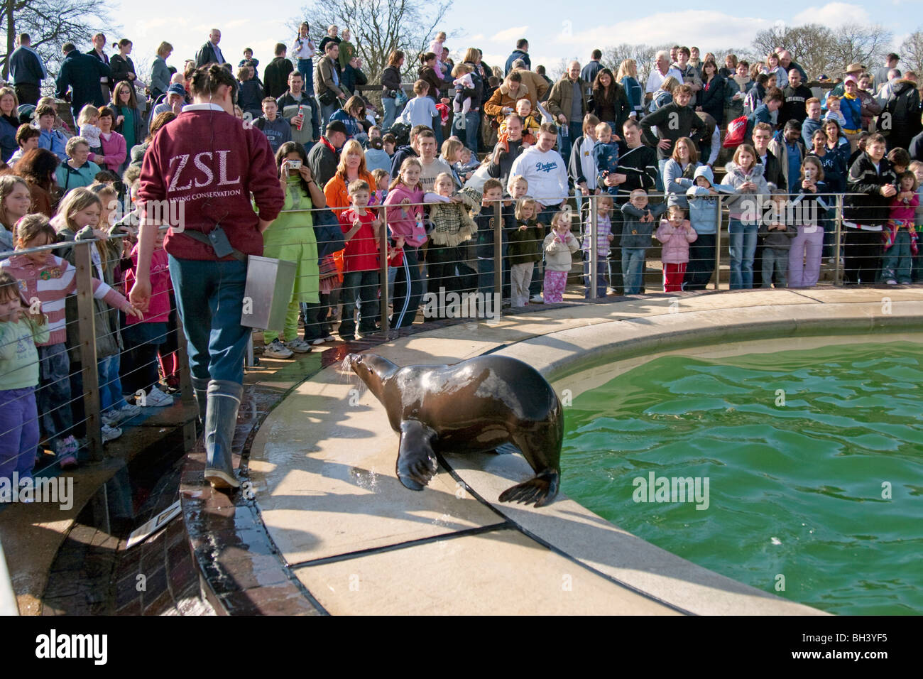 Seelöwen-Show - Whipsnade Zoo - Bedfordshire Stockfoto