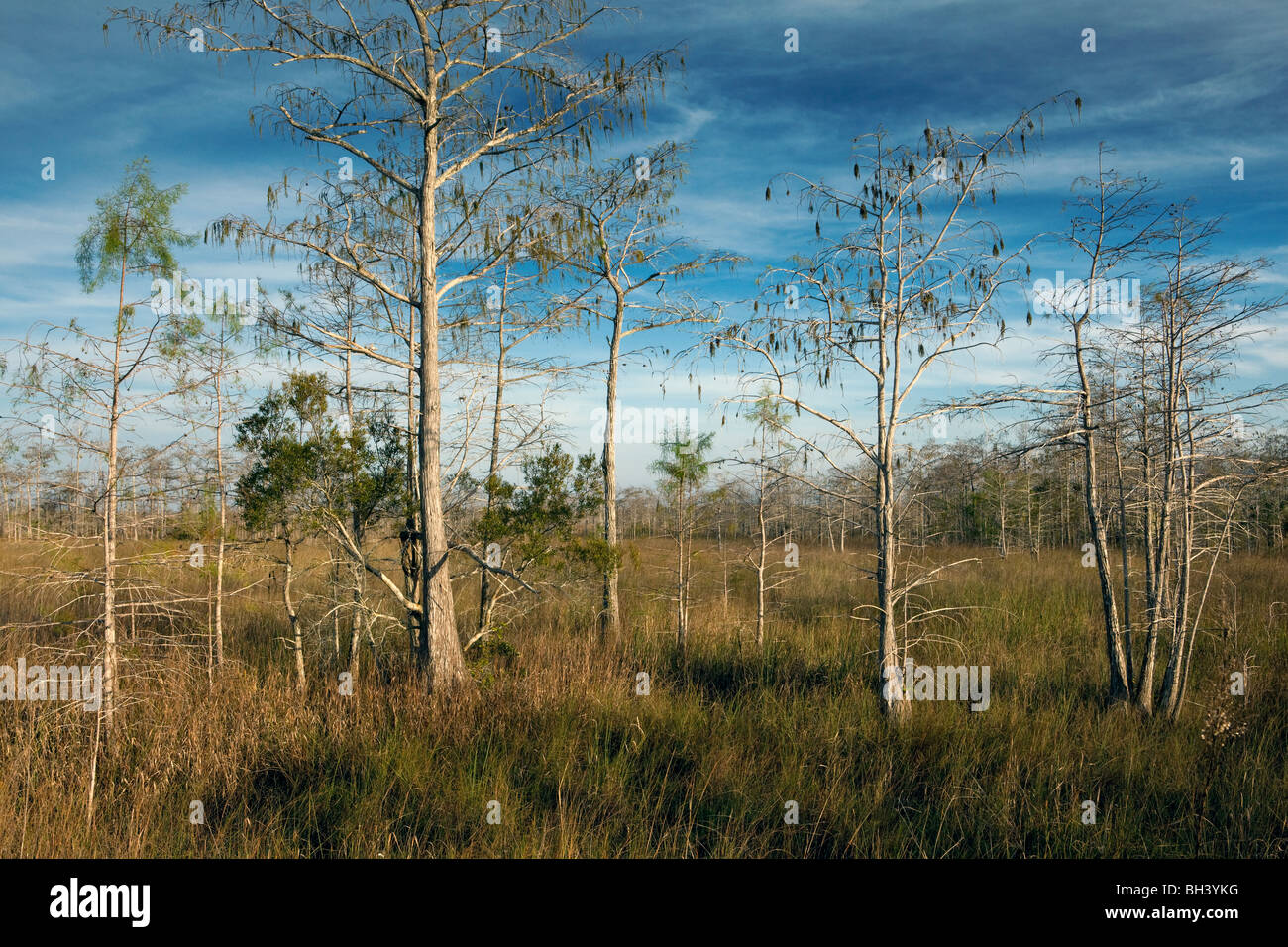 Big Cypress National Preserve, Florida Stockfoto