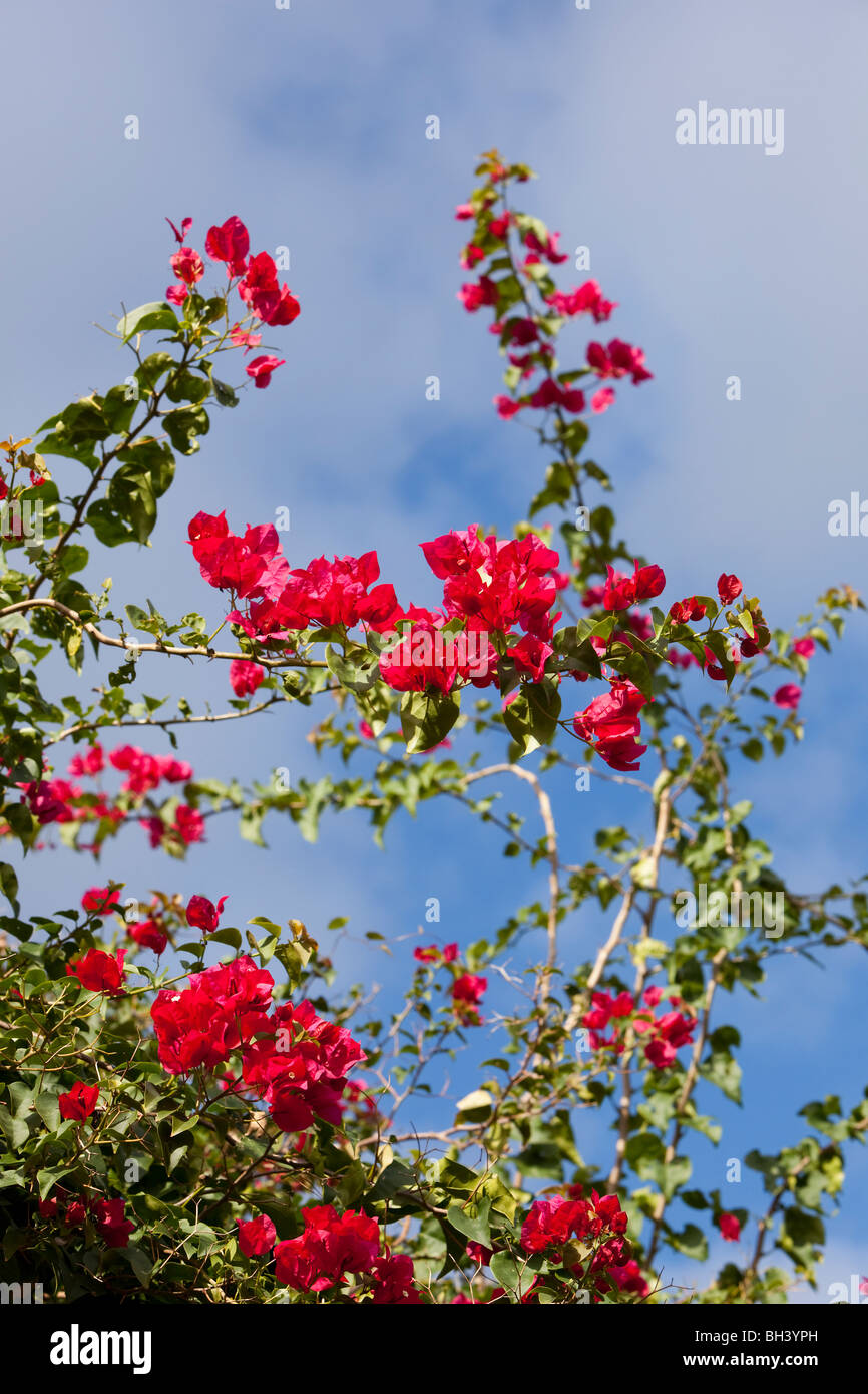 Bougainvilleen sind beliebte Zierpflanzen. Stockfoto