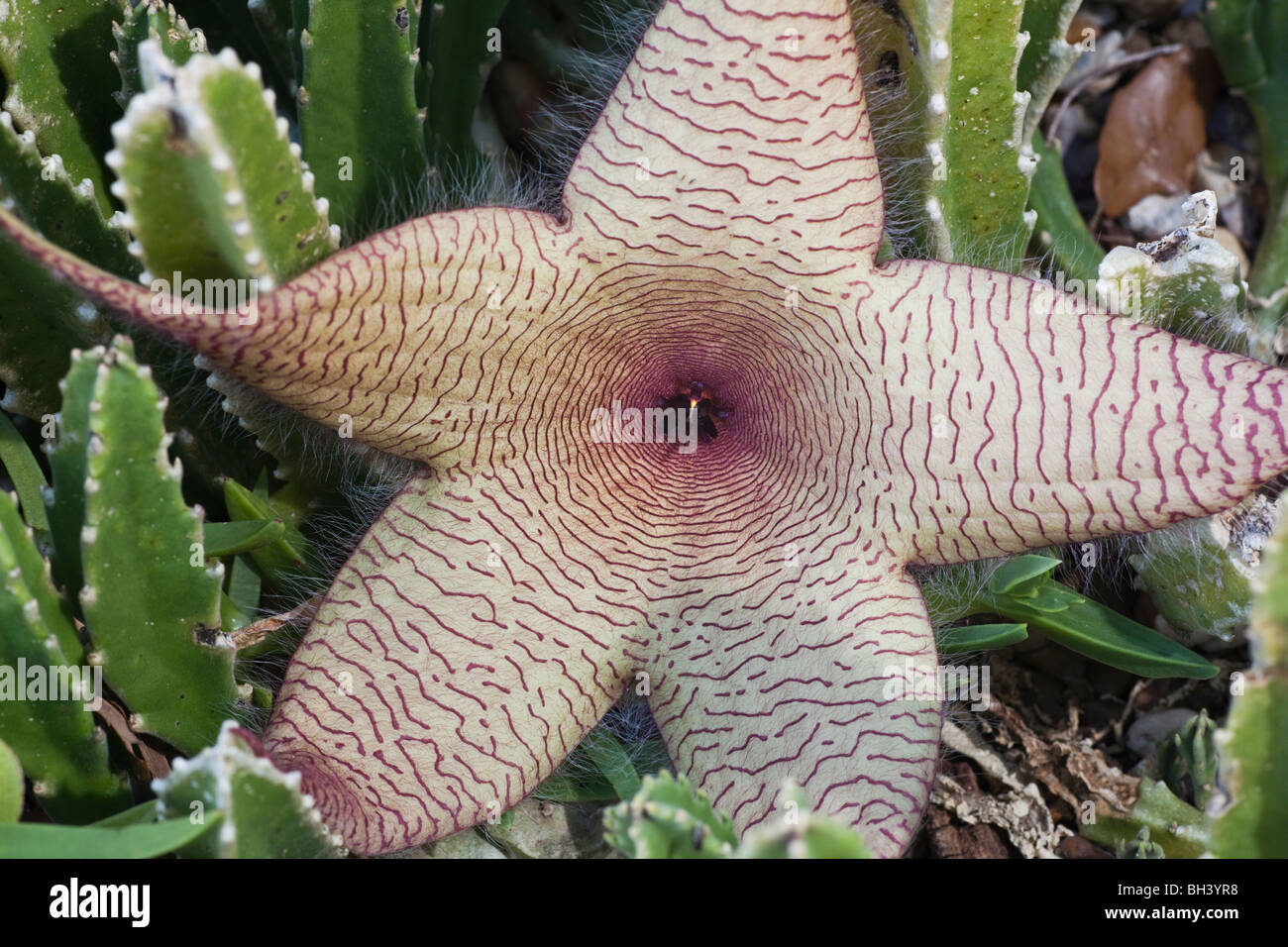 Starfish Kaktusblüte, Stapelia grandiflora Stockfoto