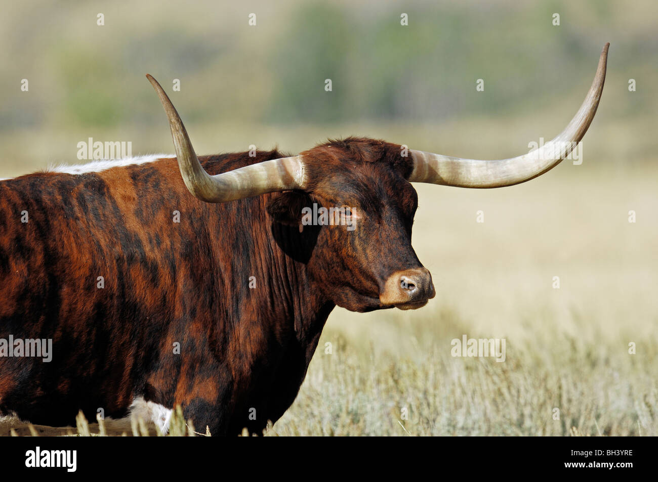 Longhorn Rinder Stockfotos und -bilder Kaufen - Alamy