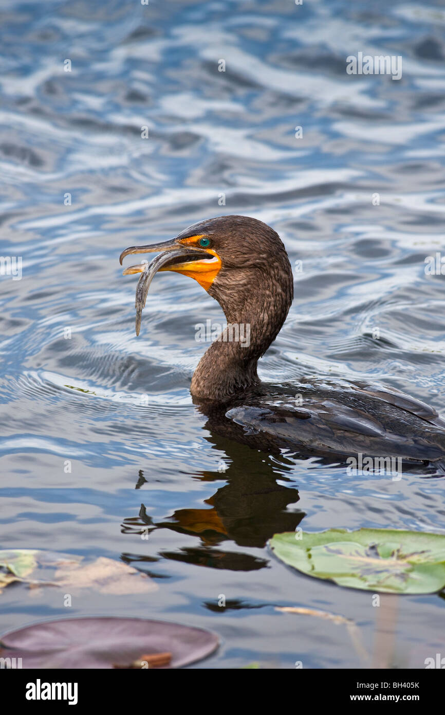 Doppel-crested Kormoran (Phalacrocorax Auritus) mit Wels...  Florida Everglades Nationalpark Stockfoto