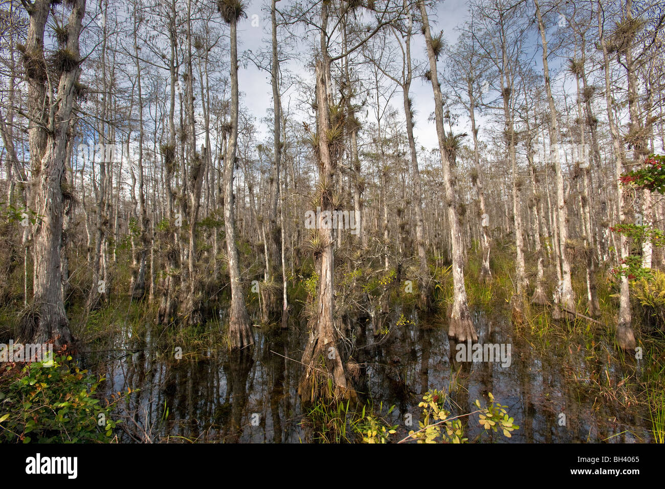 Big Cypress National Preserve, Florida Stockfoto