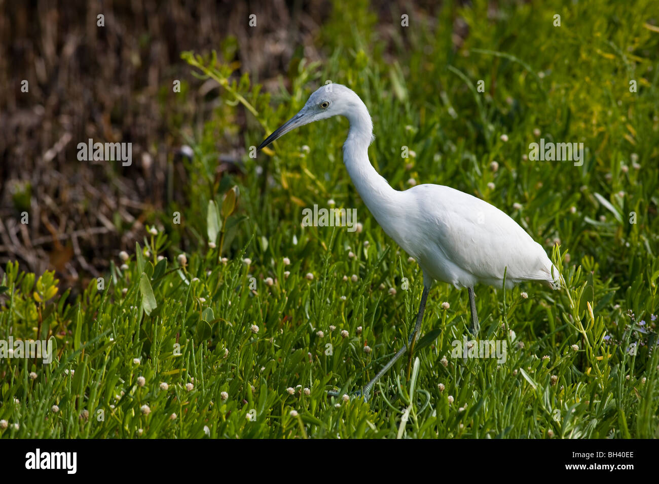 Kuhreiher Bubulcus Ibis Wasser Vogel J. N. Ding Darling National Wildlife Refuge-Florida Stockfoto