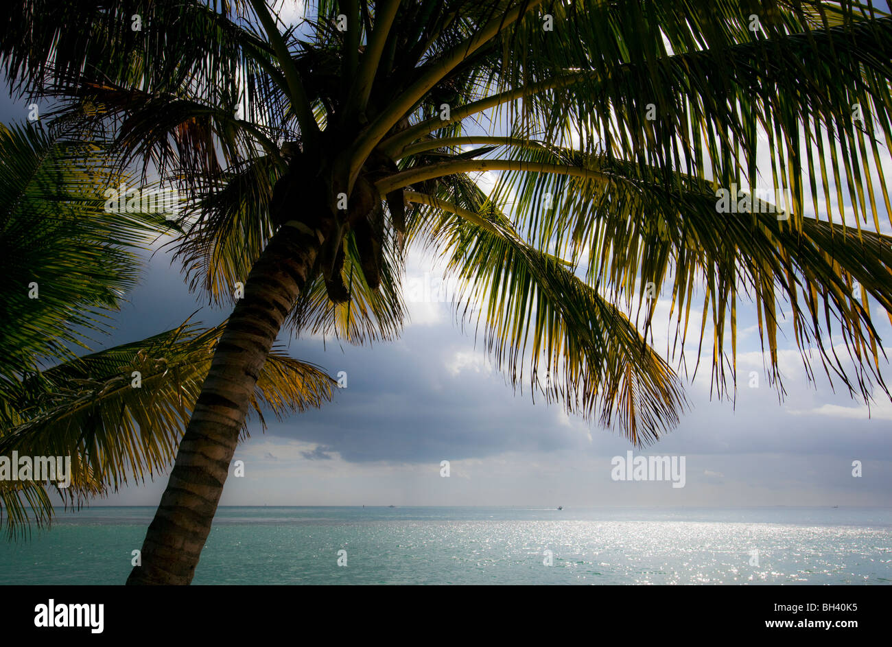 Floridian Vista (Kokospalme auf Key Biscayne) Stockfoto