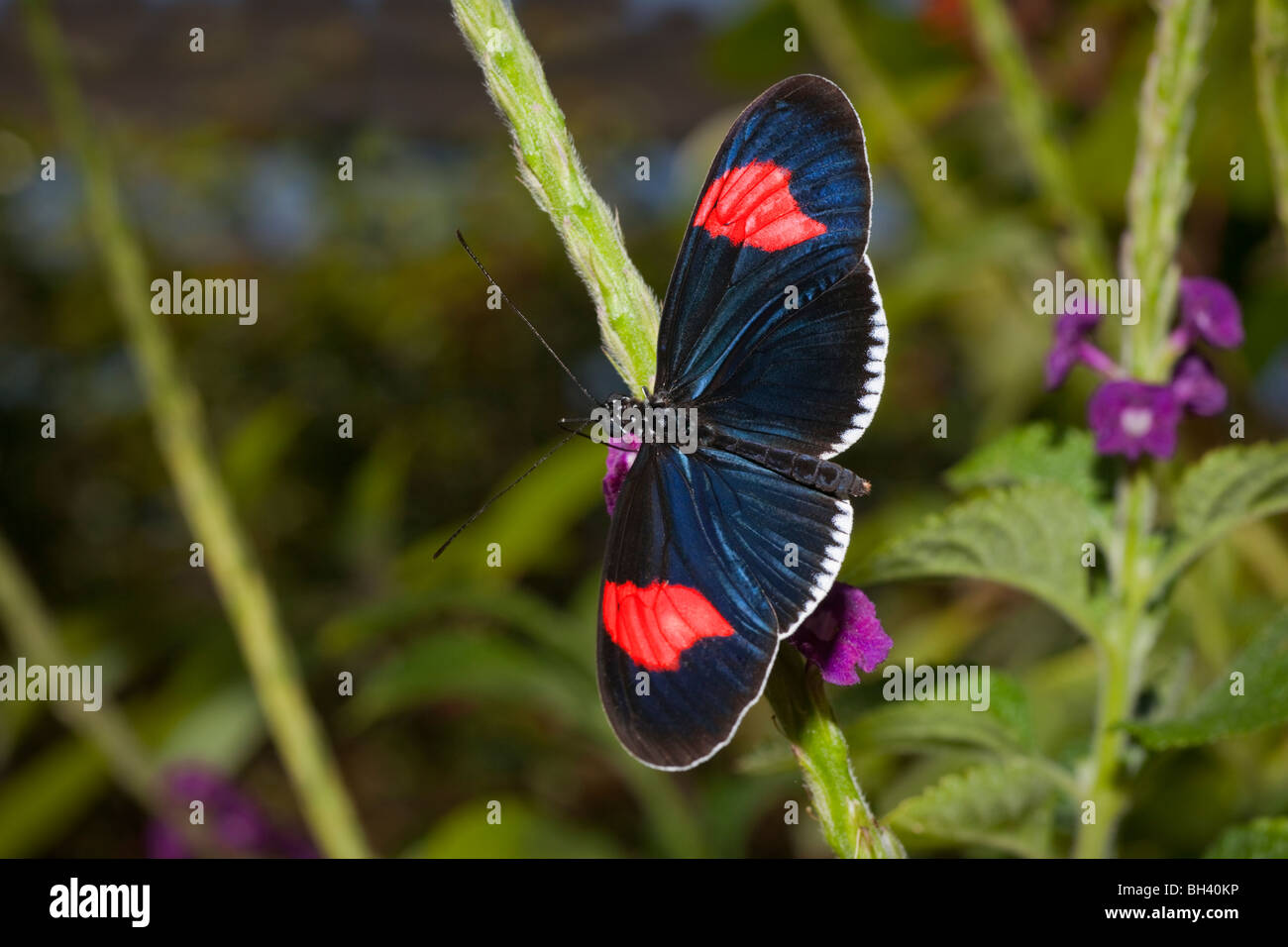 Pinsel-Footed Schmetterling Heliconius Erato Cyrbia Stockfoto