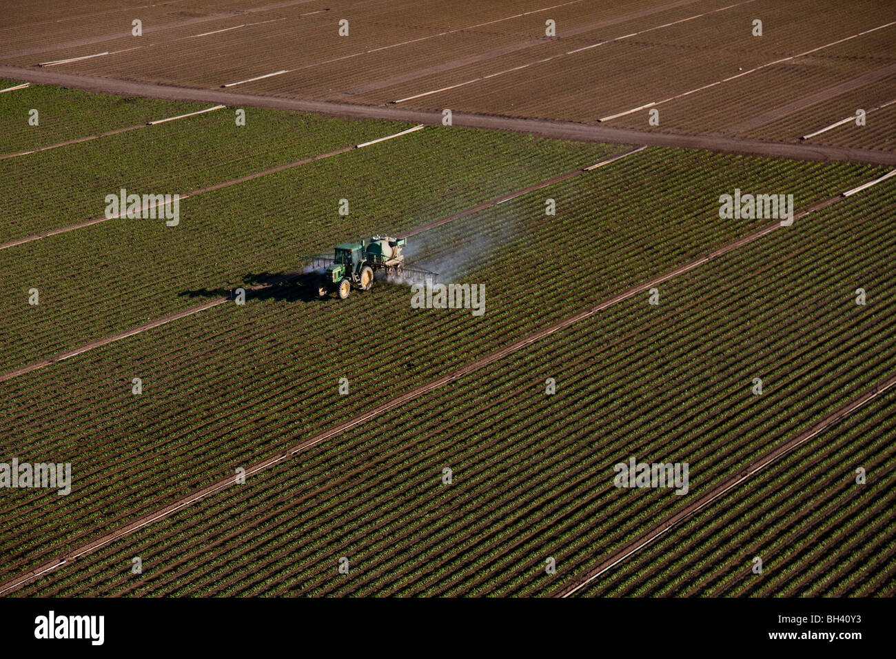 Düngung der Pflanzen, Südflorida Landwirtschaft Stockfoto
