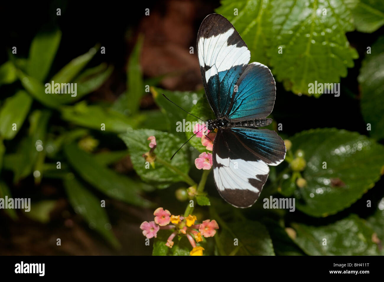 Heliconius Sapho Schmetterling aus Costa Rica, ist schwarz und weiß, sondern hat einen schillernde blaue metallische Glanz. Stockfoto