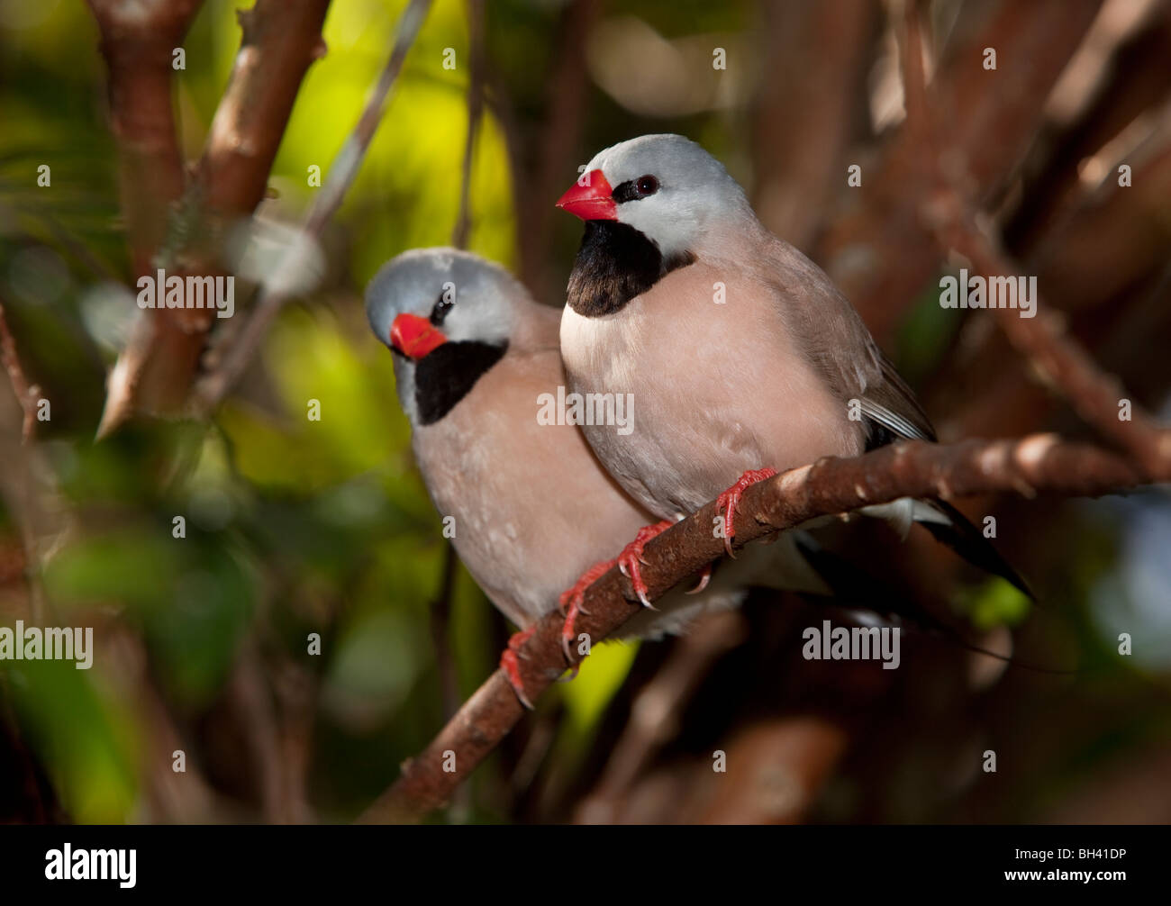 Welle-Tail Finch - Poephila Acuticauda, Australien Stockfoto