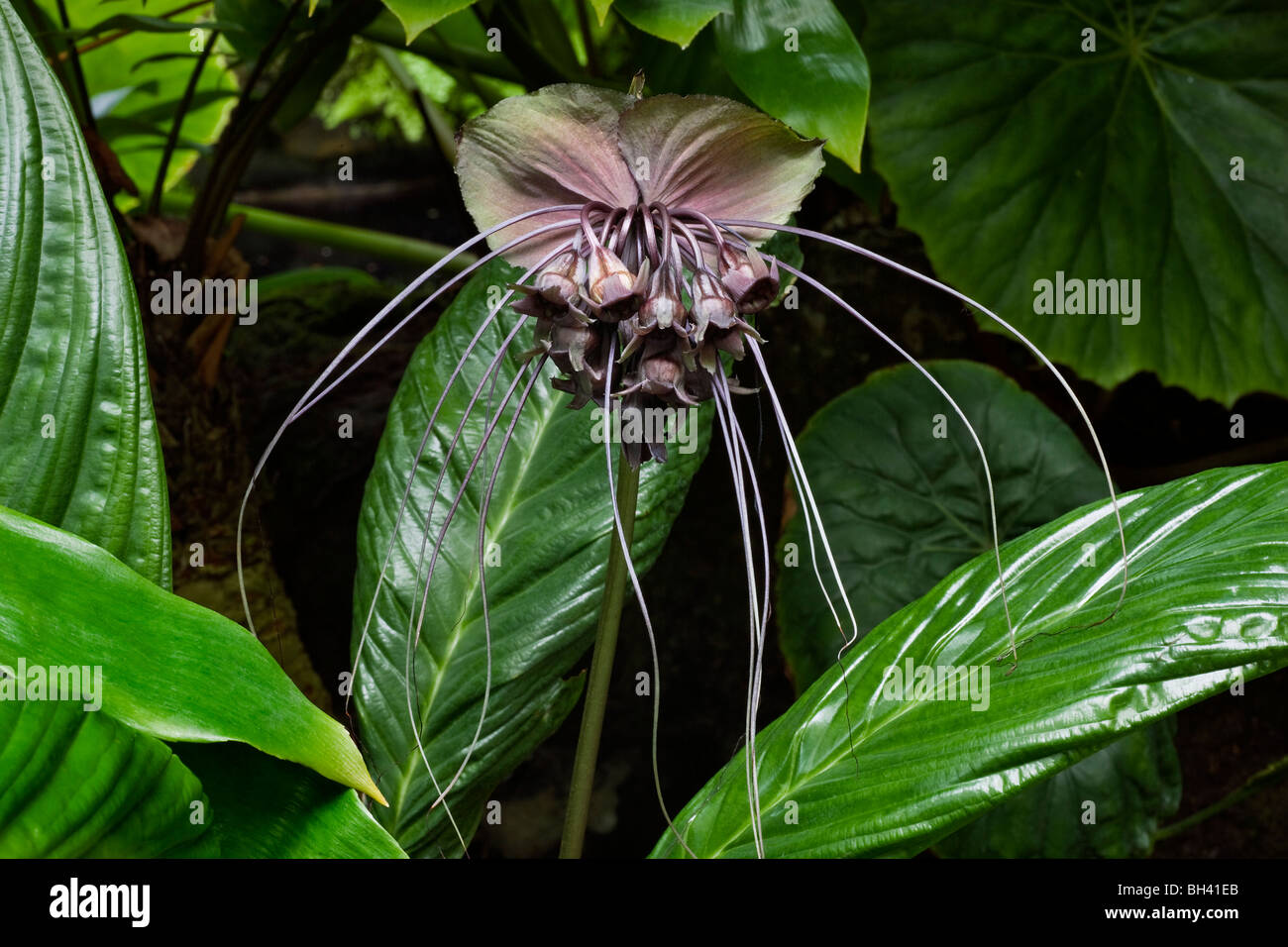 Fledermaus Blume, Tacca Chantrieri Tacca Stockfoto